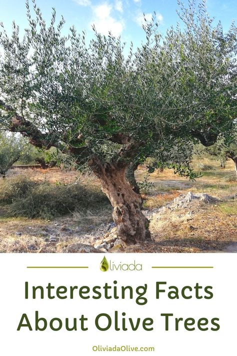 interesting facts about olive trees Olive Trees In Garden, Olive Tree Meaning, Olive Tree People, Olive Tree Aesthetic, Sweet Olive Tree, Backyard Trees Landscaping, Russian Olive Tree, Olive Trees Landscape, Arbequina Olive Tree