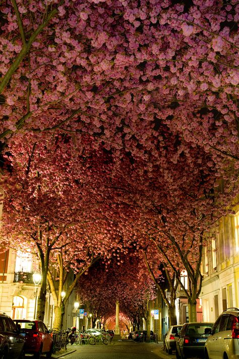 Street in Bonn, Germany Bonn Germany, Tree Tunnel, Magical Tree, Beautiful Streets, Alam Yang Indah, Bora Bora, Beautiful Tree, Wisteria, Places Around The World