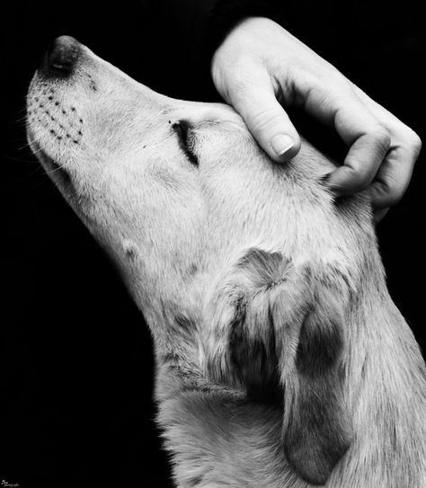 Perro Regard Animal, Dog Photoshoot, Love My Dog, Appaloosa, Quarter Horse, Dog Photography, White Photo, Dog Portraits, Dog Photos