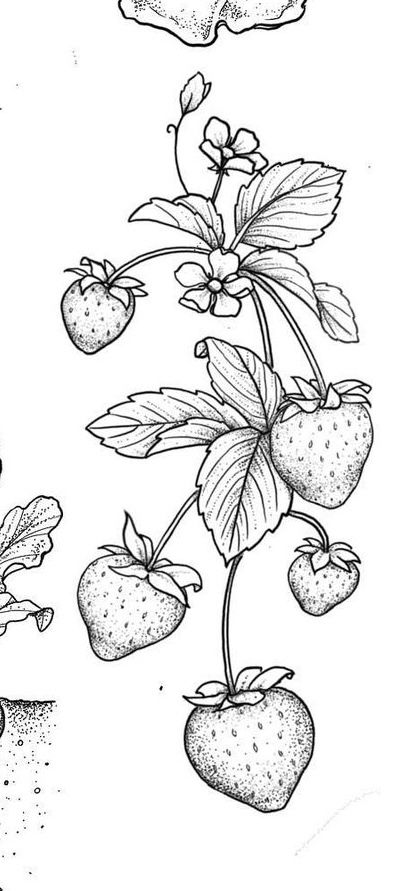 Cottagecore Tattoo, Cottagecore Drawing, Strawberry Drawing, Vine Drawing, Strawberry Tattoo, Fruit Tattoo, Garden Tattoos, Tattoo Filler, Branch Tattoo