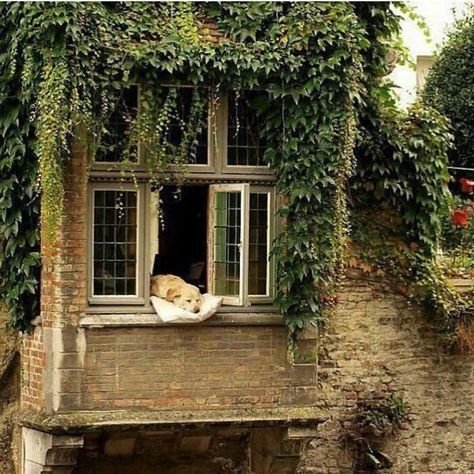 40 Homes That Feel Too Dreamy To Be Real, As Shared On The ‘Somewhere I Would Like To Live’ Instagram Account Labrador Retriever Puppies, Chateau France, 귀여운 동물, Mans Best Friend, Most Beautiful Places, The Window, Dog Life, I Love Dogs, Ever After