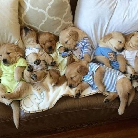 #funnyanimals #funnycats #funnydogs #cuteanimals #adorableanimals Puppies In Pajamas, Slaap Lekker, Baby Animals Pictures, Cute Little Puppies, Baby Animals Funny, Retriever Puppy, Cute Dogs And Puppies, Little Puppies