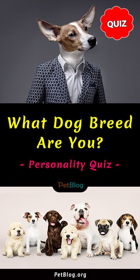 People That Look Like Their Dogs, Dog Types, What Animal Am I Quiz, Which Dog Are You, Dog Quizzes, Dog Breed Quiz, Dog Quiz, Dog Breeds Chart, Types Of Dogs Breeds