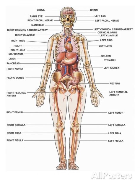 Human Organ Diagram, Human Body Organs Anatomy, Body Organs Diagram, Body Anatomy Organs, Anatomi Dan Fisiologi, Human Body Organ System, Human Anatomy Picture, Human Anatomy Female, Human Anatomy Chart