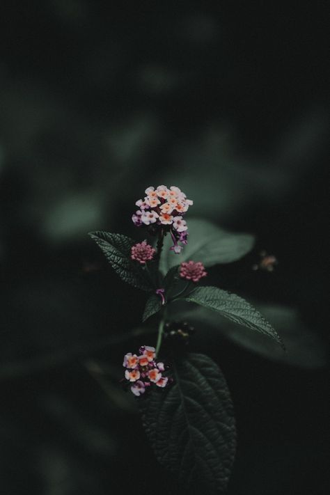 Red Roses Wallpaper, Low Light Photography, Photo Texture, Pink And White Flowers, Aesthetic Photography Nature, Trik Fotografi, Photography Wallpaper, Dark Photography, Free Stock Photos Image