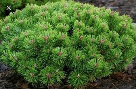 Dwarf mugo pine Mugo Pine, Pinus Mugo, Cypress Mulch, Shrubs For Landscaping, Song Sparrow, Hillside Garden, Front Landscaping, Garden Shrubs, Evergreen Shrubs