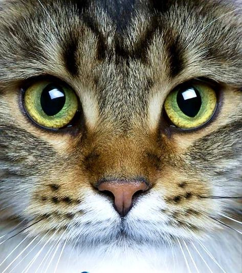 Close Up Cat Face, Cats Close Up, Dog Close Up, Animal Eyes Close Up, Close Up Cat, Peisaj Abstract, 9 Lives, Cat Photography, Cute Cats And Kittens