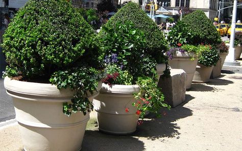 Extra-large Lightweight Planters—Where to Get Them & Benefits They Offer - TerraCast Products Extra Large Outdoor Planters, Large Garden Pots, Extra Large Planters, Commercial Planters, Outdoor Vases, Small Palm Trees, Large Outdoor Planters, Tree Planters, Resin Planters