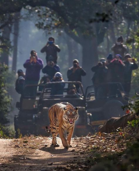 A Bengal tiger snarls while being photographed by safari goers in Jim Corbett National Park, India Tiger Safari India, National Parks In India, Sambar Deer, Corbett National Park, Jim Corbett National Park, Jim Corbett, Superior Room, Group Project, Asian Elephant