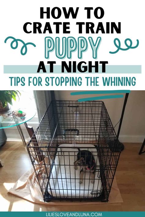 Crate training a puppy is a lot of work especially at night. These crate training tips will help with kennel training a puppy at night. It is typical for puppies to whine at night while crate training. These tips will help reduce the whining so everyone can get some sleep. Kennel Training A Puppy, Puppy Whining, First Night With Puppy, Train Puppy, Crate Training Dog, Crate Train, Training A Puppy, Puppy Kennel, Training Puppy