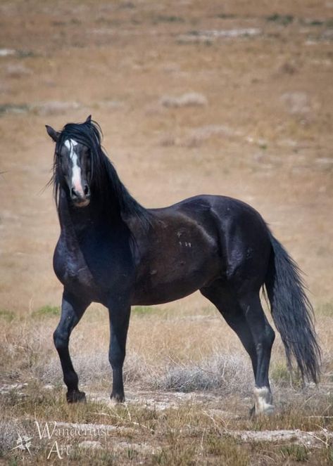 Three Part Painting, Black Mustang Horse, Twd Aesthetic, Black Mustang, Mustang Horse, Horse Inspiration, Blue Roan, Black Stallion, Wild Mustangs