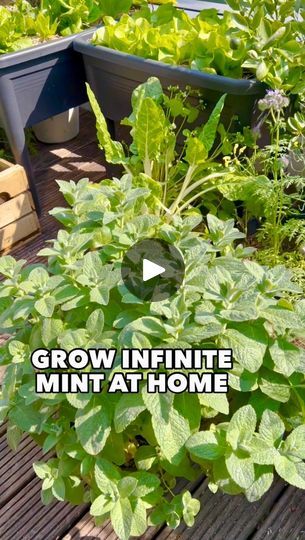 28K views · 846 reactions | Grow infinite Mint 🌿 It’s super easy, everyone can do it. Follow these steps 💚 #gardening #mint #slowlife #gardenhack | Thefrenchiegardener | Penguin Piano · Love Story - Indila Nature, How To Plant Mint In Pot, Growing Mint In Pots, How To Propagate Mint, How To Grow Mint In A Pot, Mint Plant Indoor, Mint In Pots, Grow Mint Indoors, Planting Mint