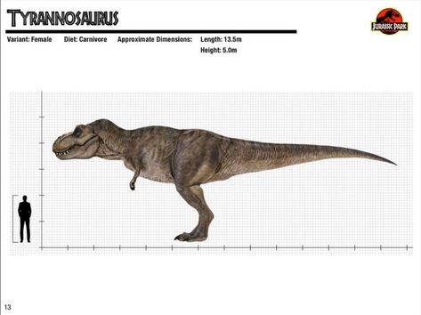 Jurassic park trex size | Jurassic Park | Know Your Meme Jurassic Park Trex, Jurassic Park Trilogy, Jurassic Park Poster, Realistic Animal Drawings, Jurassic Park Series, Jurassic Park 1993, Jurrasic Park, Zombie Disney, Jurassic World Dinosaurs