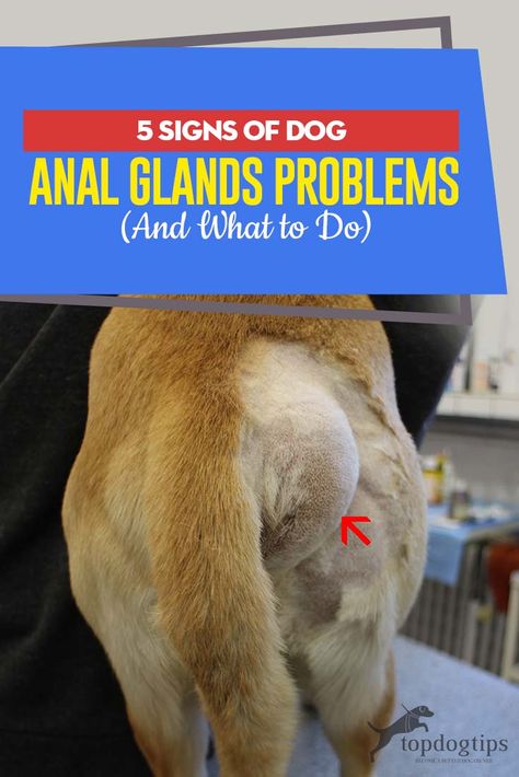 Dog Glands, Dogs Stuff, Dog Behavior Problems, Dog Health Tips, Dog Information, Cat Care Tips, Dog Health Care, Dog Info, Pet Care Tips