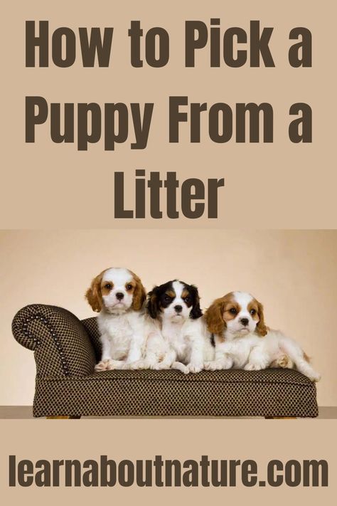 How to Pick a Puppy From a Litter Nature Website, Puppy Litter, Litter Of Puppies, Land Animals, Doodle Puppy, Domestic Animals, Best Puppies, Calm Dogs, About Nature