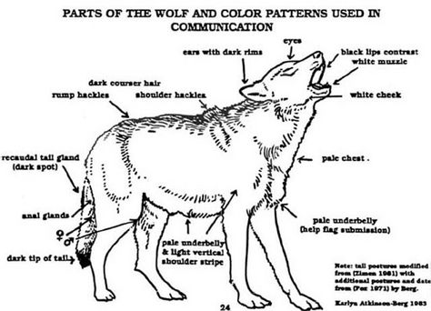 Wolf body language Zoo Education, Chief Dan George, Wolf Love, Wolf Drawing, Anatomy Drawing, Lone Wolf, Wolf Dog, Vet Tech, 가을 패션