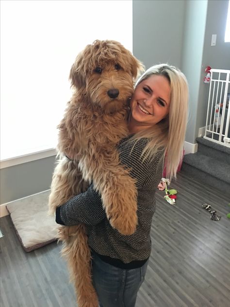 Groodle Full Grown, Full Grown Goldendoodle, Cavapoo Full Grown, Goldendoodle Full Grown, Dog Doodles, Standard Goldendoodle, Cockapoo Dog, Flat Face, Cavapoo Puppies