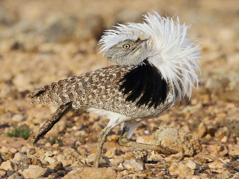 Bustard Bird, Pale Eyes, Free Id, Bee Eater, White Patches, Rare Birds, Long Neck, In Flight, Bird Species