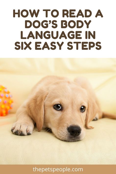 Body Language Signs, Dog Behaviorist, Dog Body Language, Dog Fails, Dog Remedies, Dog Whisperer, Dog Training Advice, Dog Language, Dog Training Videos