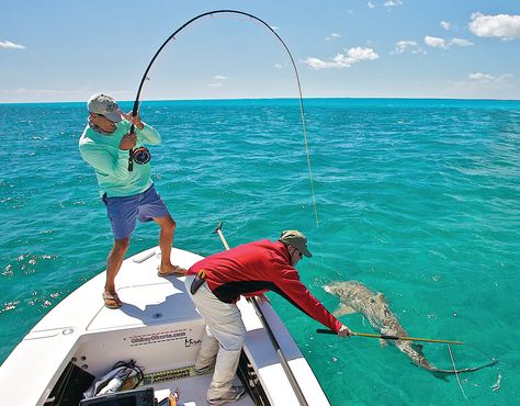 Sharks are big, bad, and a blast to catch on a fly rod. Fishing Photos, Fishing Pictures, Shark Fishing, Fish Illustration, Fishing Techniques, Fishing Guide, Fishing Girls, Fishing Women, Pier Fishing