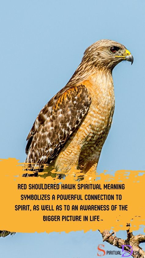 Hawk Spiritual Meaning, Hawk Meaning, Hawk Symbolism, Red Shouldered Hawk, Native American Beliefs, Totem Animals, Animal Spirit Guide, Red Meaning, Spell Books