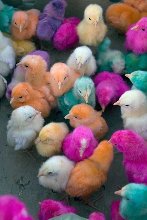 Chicken Colors, Tiktok Chicken, Chicken Photos, Rainbow Chicken, Poultry Breeds, Rooster Breeds, Chicken Coloring, Pineapple Wallpaper, Fancy Chickens