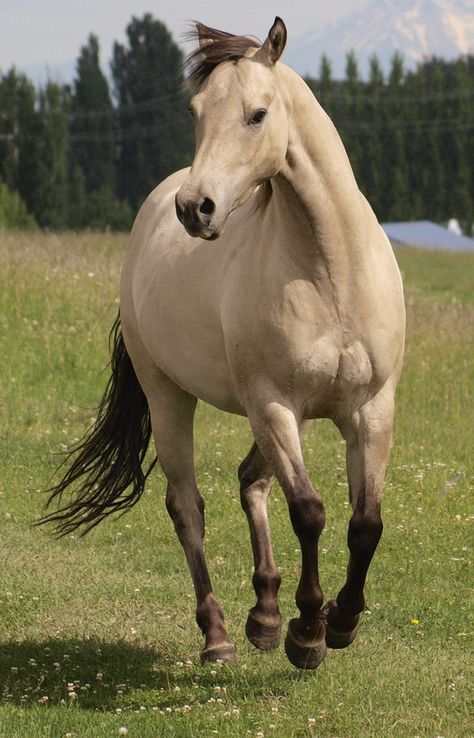 Buttermilk Buckskin horse named Tank - by Eltear-Stock on DeviantArt Buttermilk Buckskin, Buckskin Horse, Horse World, All The Pretty Horses, Horse Crazy, Clydesdale, Appaloosa, Horse Life, Horse Photos