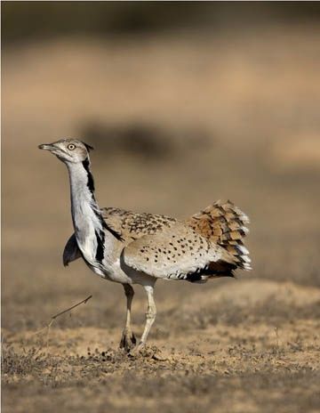 Macqueen's Bustard  (Chlamydotis macqueenii)   is a large bird sometimes known as the Asian houbara.  Vulnerable Bird Beaks, Nature Photography Flowers, Game Birds, Feather Art, Exotic Birds, Bird Photo, Birds Of Prey, Birds Flying, Birds Of Paradise