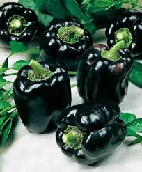 Bell Pepper Seeds, Purple Pepper, Plantarea Legumelor, Goth Garden, Capsicum Annuum, Sweet Pepper, Vegetable Garden Diy, Daucus Carota, Rainbow Fruit