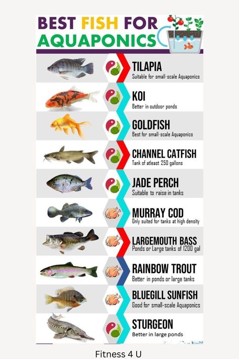 Best fish for aquaponics / Best 10 aquaponics fish Best Fish For Aquaponics, Diy Hydroponics, Indoor Aquaponics, Aquaponics Greenhouse, Backyard Aquaponics, Fish Garden, Aquaponics Fish, Aquaponics Diy, Indoor Water Garden