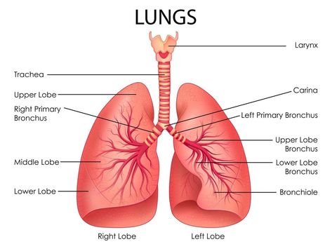 illustration of Healthcare and Medical education drawing chart of Human Lungs for Science Biology study Lungs Drawing Aesthetic, Lungs Art Anatomy, Lungs Anatomy Drawing, Lungs Drawing Anatomy, Anatomy Of Lungs, Lungs Diagram, Diagrams Ideas, Medical Diagrams, Lungs Drawing