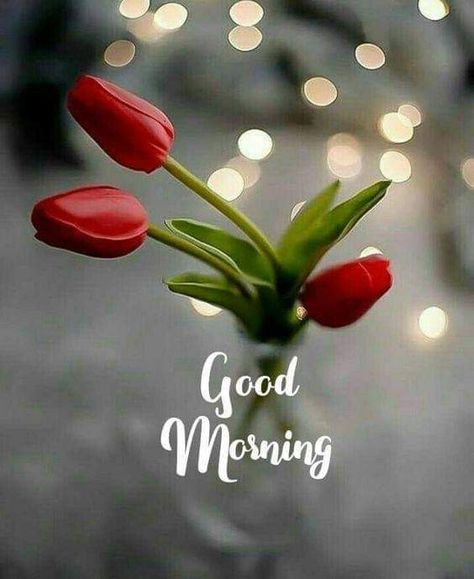 Good Morning Rose Images, Good Morning Monday Images, Latest Good Morning Images, Good Morning Msg, Lovely Good Morning Images, Latest Good Morning, Morning Rose, Good Morning Happy Sunday, Good Morning Nature