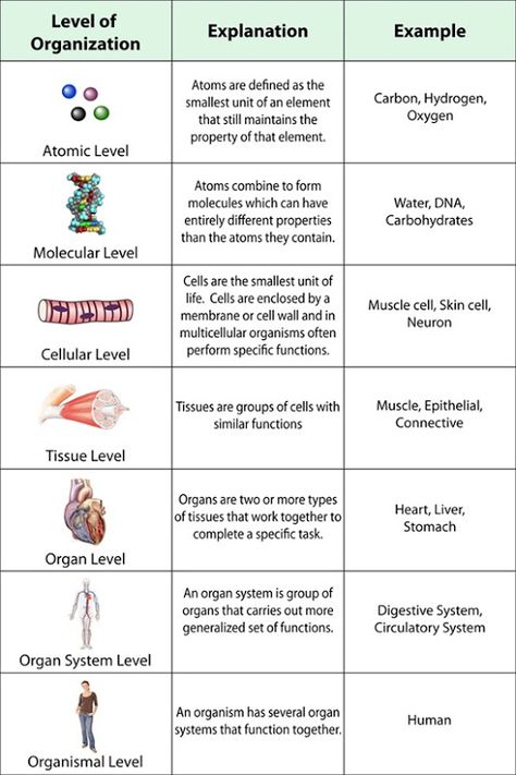 Levels Of Organization Biology, Levels Of Organization, Biology College, Biology Worksheet, Biology Classroom, High School Biology, Biology Teacher, Biology Lessons, Nursing School Notes