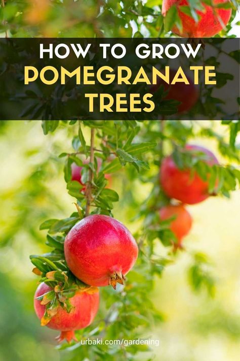 Pomegranate Tree Care, Grow Pomegranate, Pomegranate Growing, Citrus Tree, Pomegranate Tree, Growing Fruit Trees, Backyard Vegetable Gardens, Food Forest, Growing Fruit