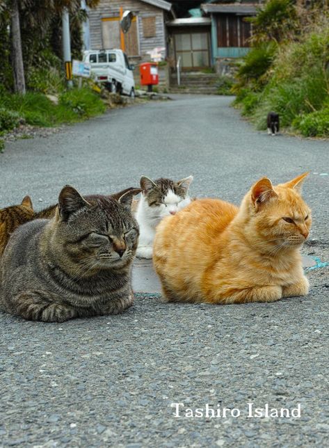 Cat Island Japan Aesthetic, Cat Island Japan, Japan Animals, Moon Board, Japan Cat, Cat Heaven, Japan Map, Cat Island, Dream Trips