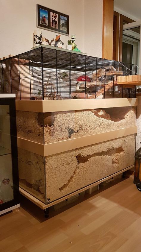 Gerbilarium Ideas, Hamster House Ideas, Gerbil Cage Ideas, Gerbil Habitat, Degu Cage, Hamster Cage Ideas, Kandang Hamster, Gerbil Cages, Mouse Cage