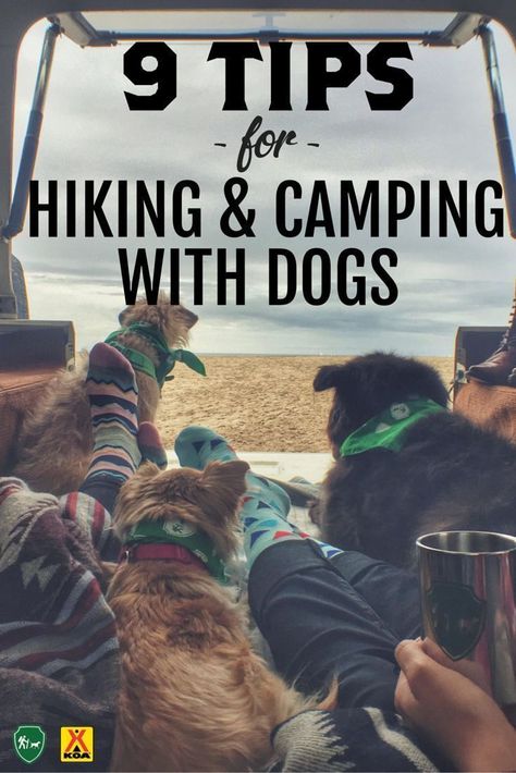 Hiking and camping with dogs | #Hiking #Camping #hikingdogs Camping With Dogs, Dog Camping, Hiking Dogs, Camping Checklist, Camping Essentials, Camping Fun, A Truck, Camping Ideas, Camping Survival