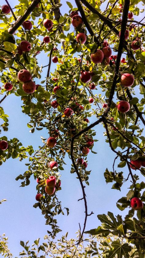 Apple Tree Wallpaper, Story Ig, Ancient Forest, Apple Wallpaper Iphone, Apple Watch Case, Watch Wallpaper, Apple Watch Wallpaper, Apple Desserts, Tree Wallpaper