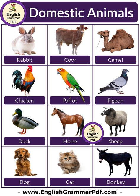 Animals Name With Picture, Animals Name List, Farms Animals, English Grammar Pdf, Animals Name In English, Animal Pictures For Kids, Animals Name, Animal Worksheets, Wild Animals Pictures