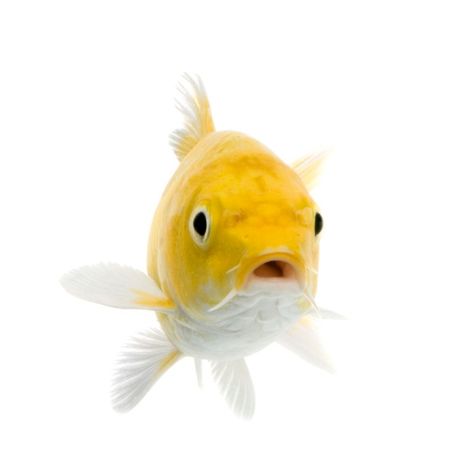 Fish Facing Forward, Fish Face Drawing, Fish Faces, Fish Reference, Koi Fish Swimming, Butterfly Koi, Fish Photo, Animal Noses, Photo Water