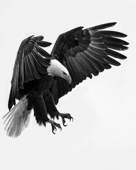 Eagle in flight The eagles we have seen are flying over part of our bog Bald Eagle Tattoos, Adler Tattoo, Aigle Royal, Arte Occulta, Regnul Animal, Eagle Flying, Eagle Images, Eagle In Flight, Eagle Pictures