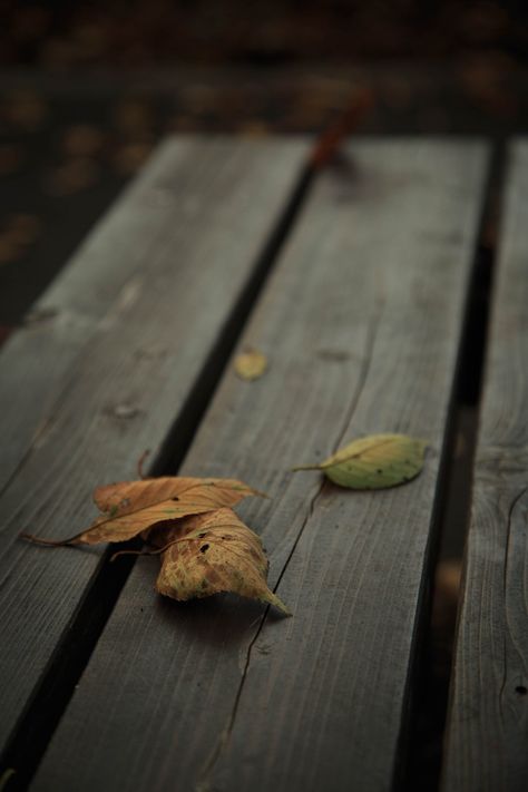 Fallen leaves | Tohr Jien | Flickr Nature, Pictures Of Leaves, Prompt Ideas, Jewelry Template, Create Quotes, Leaf Photography, Autumn Magic, Fallen Leaves, Photo Collage Template