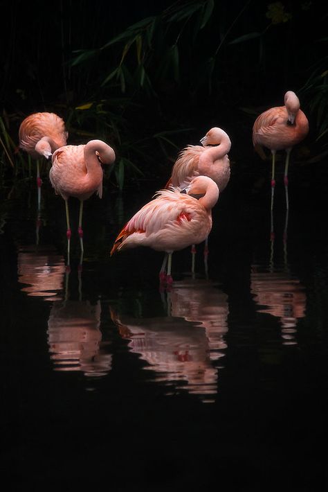 Flamingo Pictures, Flamingo Wallpaper, Flamingo Love, Flamingo Art, Pink Bird, Foto Art, Pretty Birds, Pink Flamingo, Animal Planet