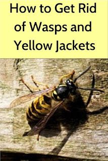 Yellow Jacket Deterrent, Wasp Sting Remedy, Yellow Jacket Bee, Yellow Jacket Trap, Getting Rid Of Bees, Bug Deterrent, Wasp Repellent, Get Rid Of Wasps, Bug Repellant