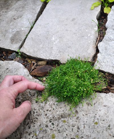 Placing Irish Moss, Thyme and sedum on a stone stairway. http://in-s… :: Hometalk Irish Moss Ground Cover, Growing Moss, Lawn Alternatives, Stone Plant, Ground Covers, Irish Moss, Backyard Flowers, Moss Garden, Rock Garden Landscaping