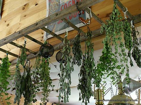 What a wonderful use in the garden :: a herb drying rack  I can have the ladders going across my kitchen above my cabinet edge...fill with herbs, creepy cloth, etc Herb Drying Rack, Old Wooden Ladders, Herb Rack, Herb Drying, Plants Hanging, Hanging Herbs, Old Ladder, Vintage Ladder, Diy Ladder