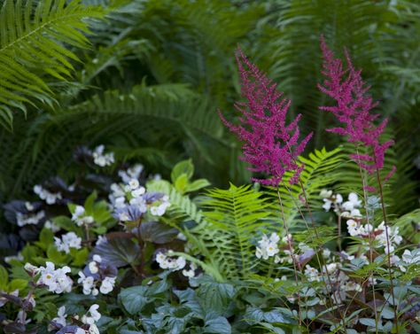 (grow shade loving plants in shady part of the garden (astilbe, ferns, hostas) Astilbe is a fantastic plant to have in your flower garden. But what else can go in those spaces with it? Click on this article to learn about astilbe companion planting and plants that grow well with astilbe. Astilbe Flower, Garden Border Plants, Backyard Vibes, Gemüseanbau In Kübeln, Companion Gardening, Ferns Garden, Shade Garden Plants, Hosta Gardens, Companion Plants