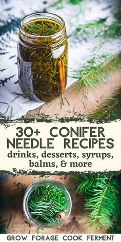 Feeding Newborn, Pine Needle Tea, Spruce Tips, Tasty Cookies, Child Nutrition, Wild Food Foraging, Foraging Recipes, Recipes Drinks, Edible Wild Plants