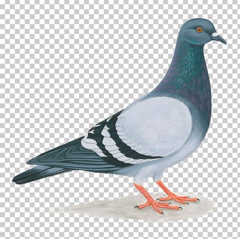 Columbidae Bird, Puppy Activities, Pigeon Clipart, Pigeon Png, Pigeon Drawing, Domestic Birds, Pigeon Tattoo, Feral Pigeon, Nora Lovely