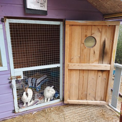 Converting a shed for rabbits Rabbitry Setup Ideas, Rabbitry Setup, Outdoor Rabbit Enclosure, Indoor Dog Kennels, Bunny Sheds, Rabbit Cages Outdoor, Indoor Rabbit House, Dog Kennel Flooring, Diy Dog Run